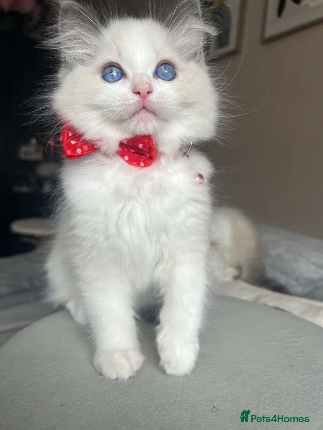 Ragdoll cats for sale: Registered Ragdoll kittens for sale - Advert 1