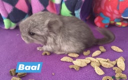Chinchilla rodents for sale: Baby Royal Persian Angora (RPA /RPAc) Chinchillas - Image 8