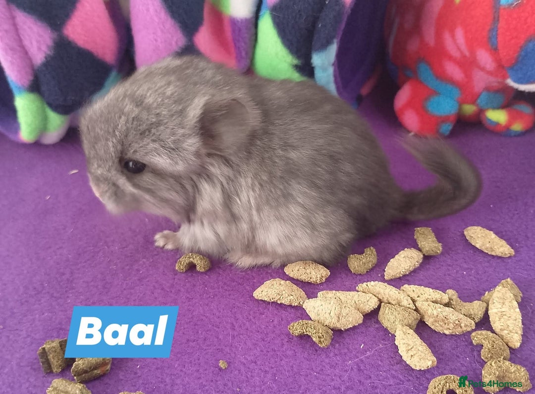 Chinchilla rodents for sale: Baby Royal Persian Angora (RPA /RPAc) Chinchillas - Image 8
