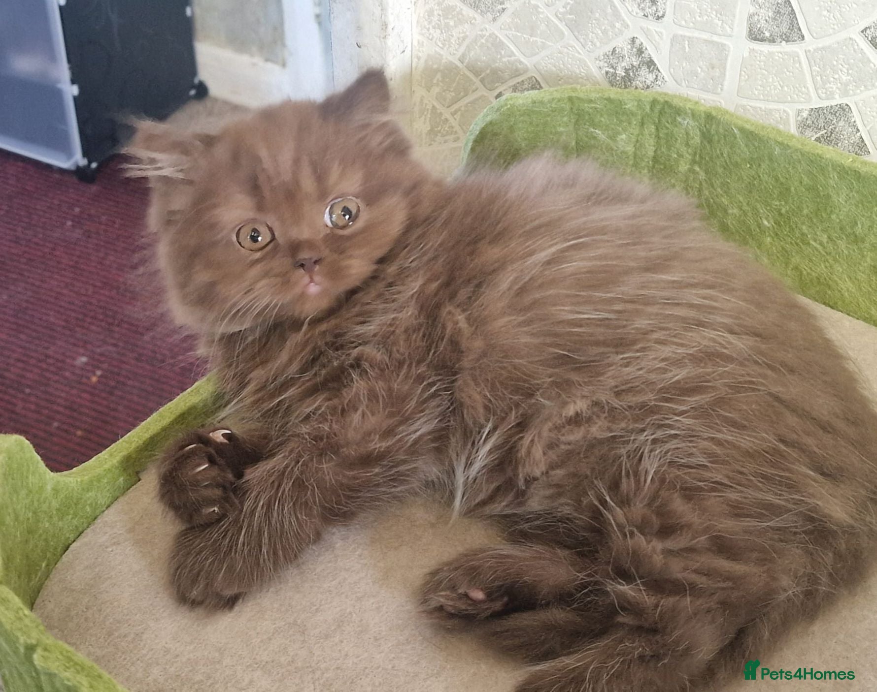 British Shorthair cats Chocolate  longhaired female kitten - Advert 1