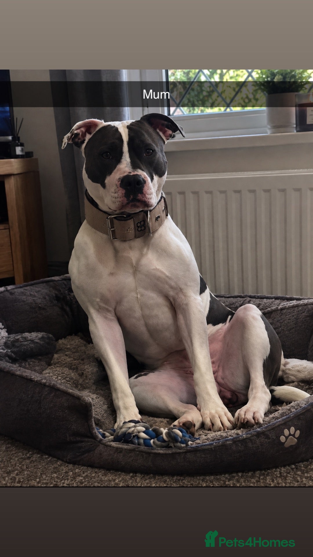 Mixed Breed dogs Beautiful, chunky Staffy × Alapaha/Cane Corso pups - Advert 2