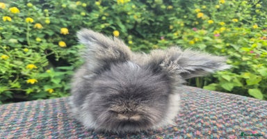 Angora rabbits - Advert 15