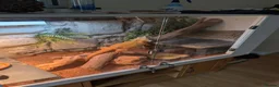 Bearded Dragon reptiles for sale: 3 year old male bearded dragon - Advert 3