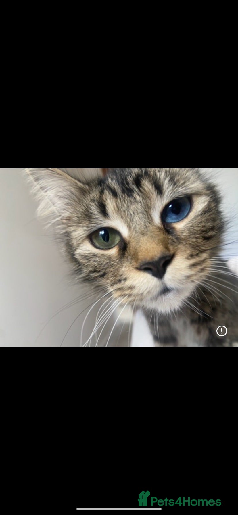 Norwegian Forest Cat cats Last Norwegian forest kitten  - Advert 8