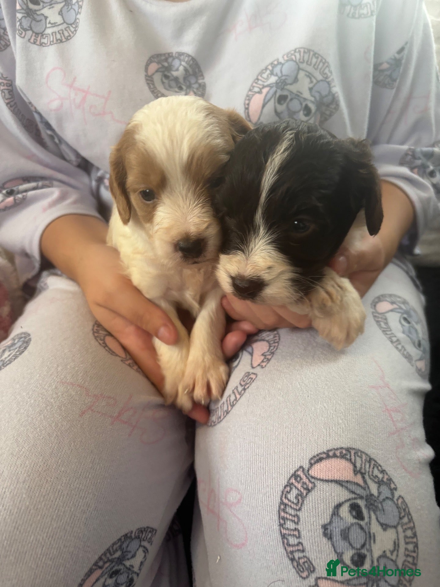 Cockapoo dogs Mini cockapoo health tested 3 available  - Advert 1