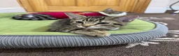 British Shorthair cats for sale: Mixed coloured kitten for sale  - Advert 7