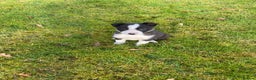 Border Collie dogs for sale: Gorgeous border collie female pup!  - Advert 6