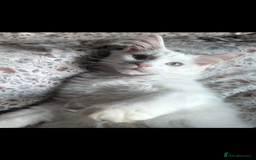 Maine Coon cats for sale: Last gorgeous Maine coon baby  - Image 2