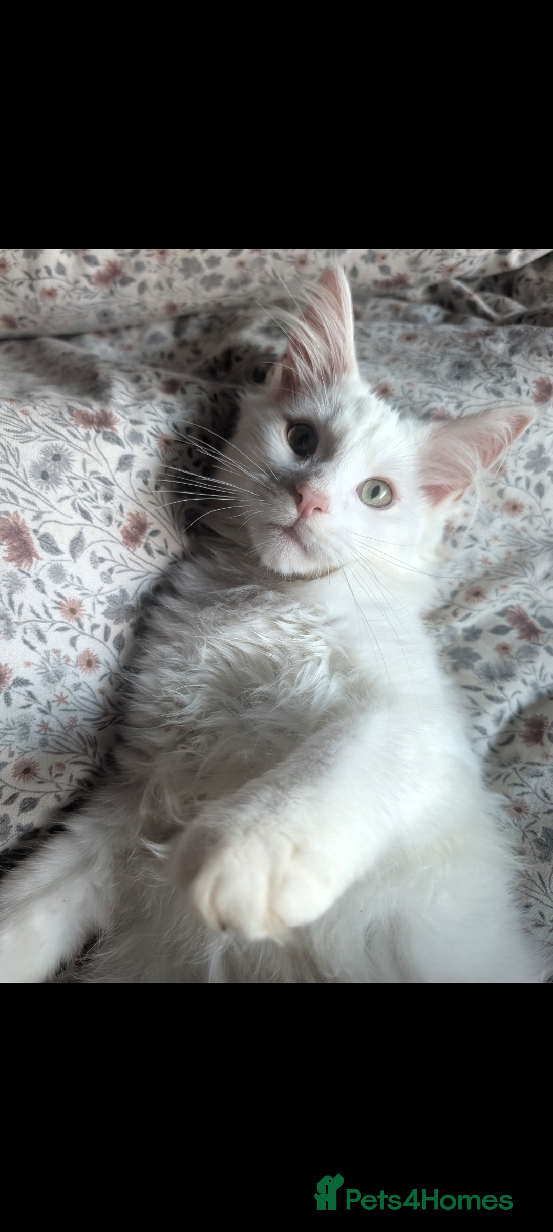 Maine Coon cats for sale: Last gorgeous Maine coon baby  - Image 2