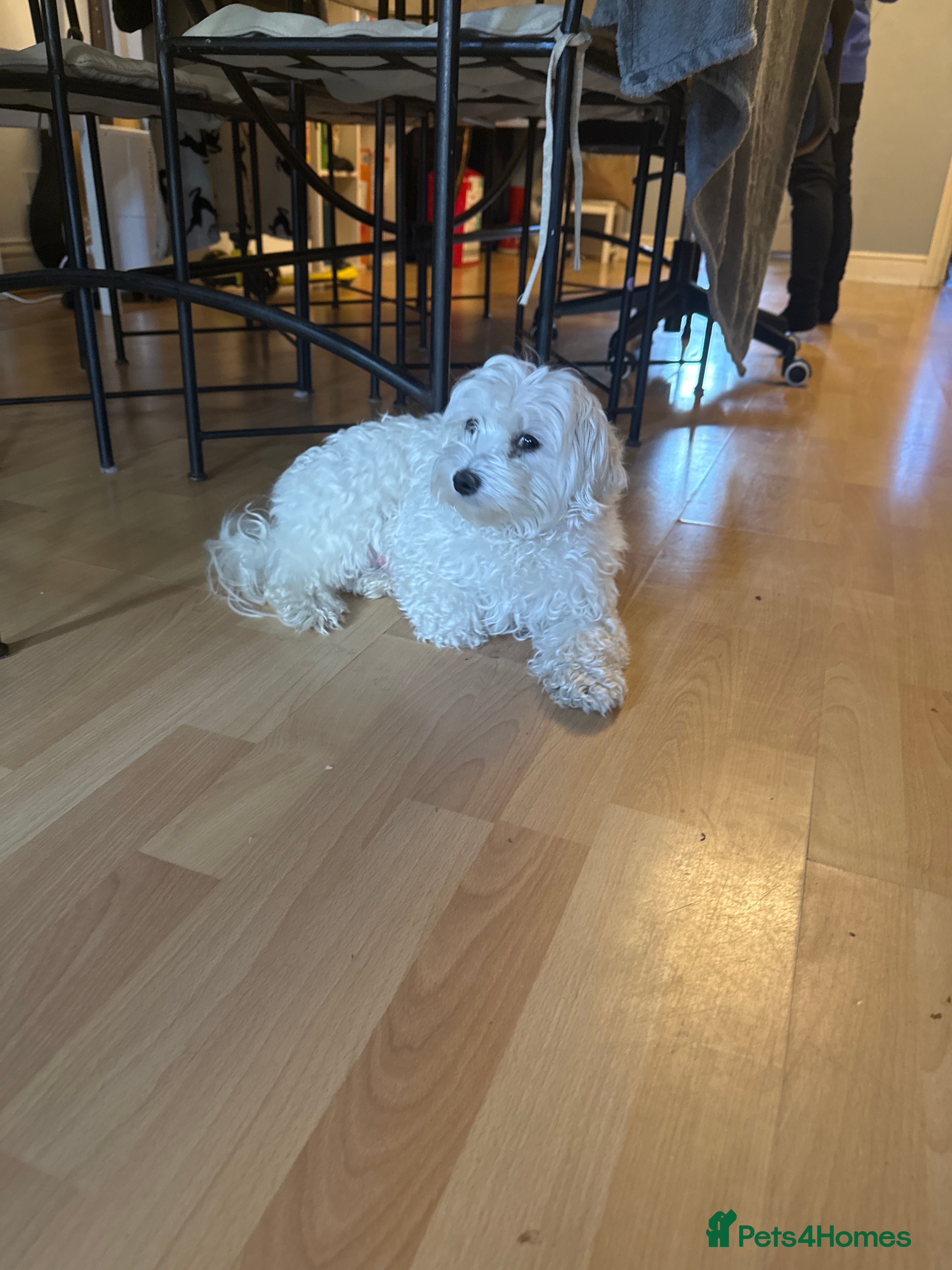 Bichon Frise dogs Bichon Maltese puppies for sale ready early May! - Advert 2