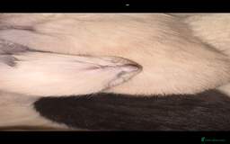 Ragdoll cats for sale: Ragdoll cross Siamese kittens  - Image 5