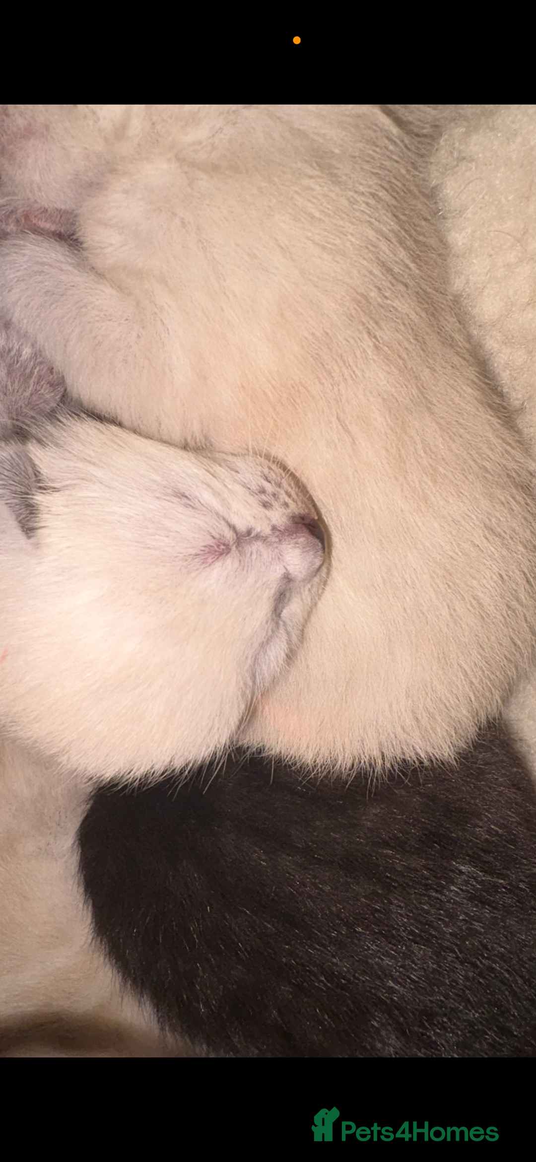 Ragdoll cats for sale: Ragdoll cross Siamese kittens  - Image 5