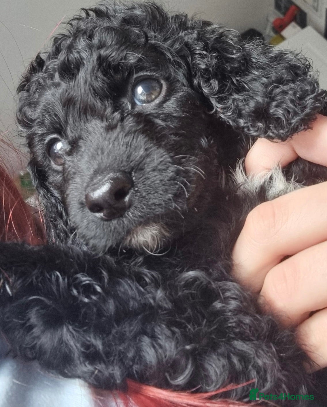 Cockapoo dogs Black cockapoo puppies - Advert 10