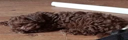 Mixed Breed dogs for sale: Imperial Shih Tzu/Poodle X Chocolate Chihuahua  - Advert 13
