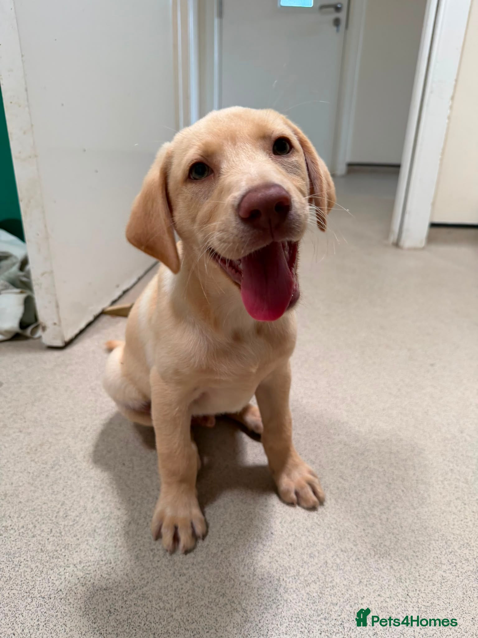 Labrador Retriever dogs Fully Health Tested KC Registered Labrador puppies - Advert 6