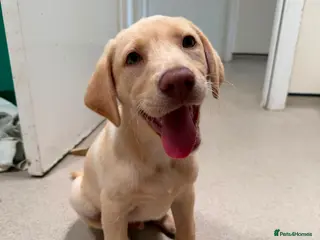 Labrador Retriever dogs Fully Health Tested KC Registered Labrador puppies - Advert 6