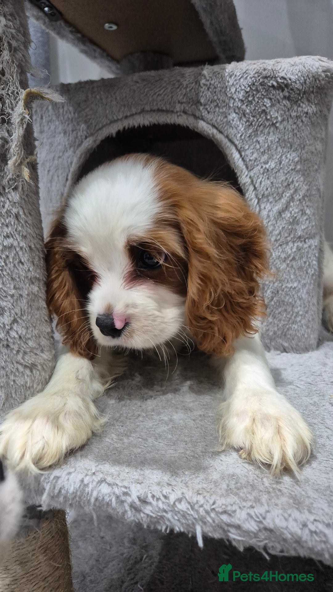Cavalier King Charles Spaniel dogs for sale: Fully vaccinated & ready for his forever home - Advert 7