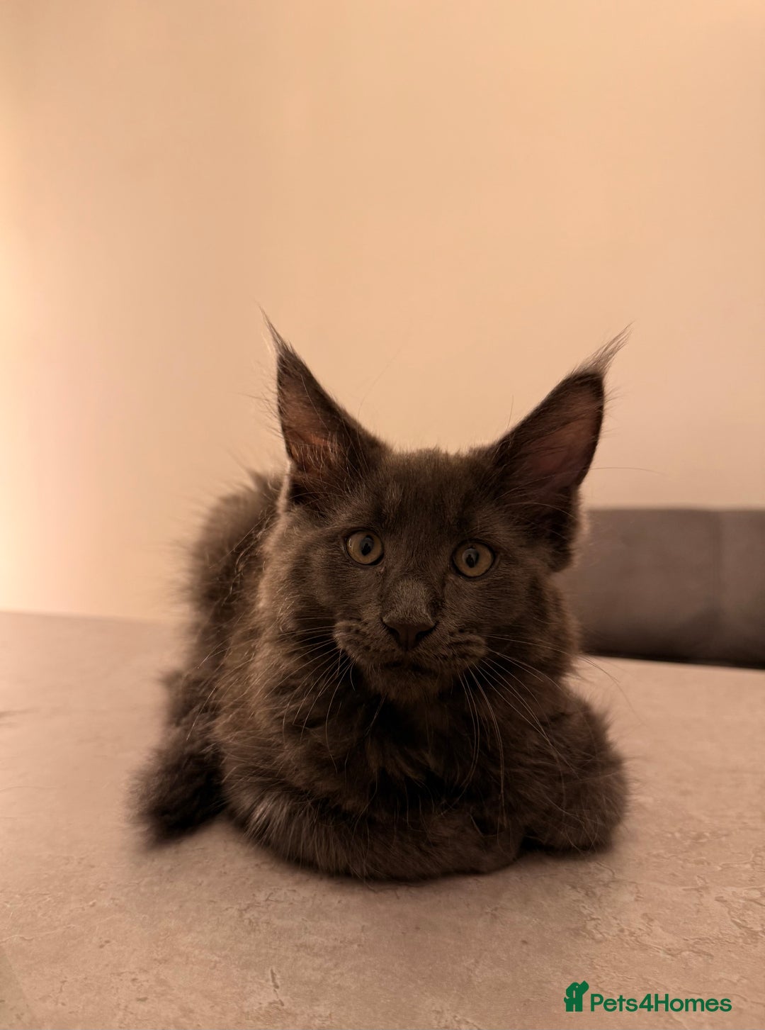 Maine Coon cats for sale: 6 remaining kittens - Advert 11