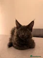 Maine Coon Kitten 1