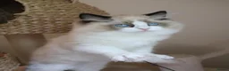 Ragdoll cats for sale: beautiful purebred Ragdoll kittens - Advert 11