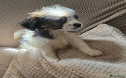 Mixed Breed dogs for sale: 6 jug x cavachon pups for sale  - Image 14