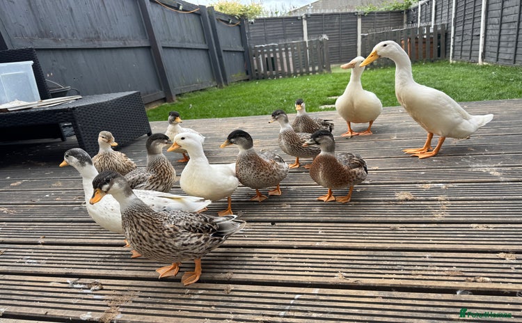 Ducks poultry - Advert 2