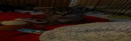 Mixed Breed cats for sale: 2 beautiful female kittens in Port Glasgow - Advert 4