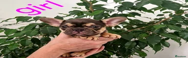 French Bulldog 6