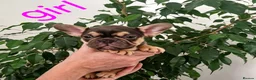French Bulldog dogs for sale: ⭐️⭐️⭐️⭐️⭐️Coco&Nero⭐️⭐️⭐️⭐️⭐️ - Advert 19