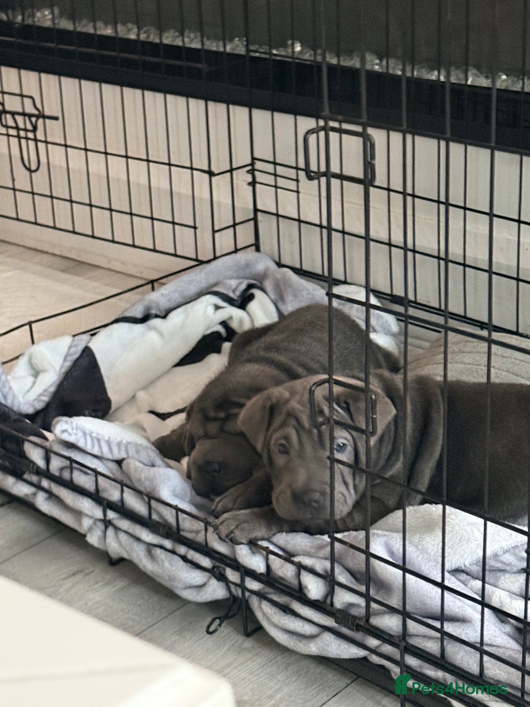Mixed Breed dogs for sale: 2 female Shar Pei cross spaniel pups  - Advert 5
