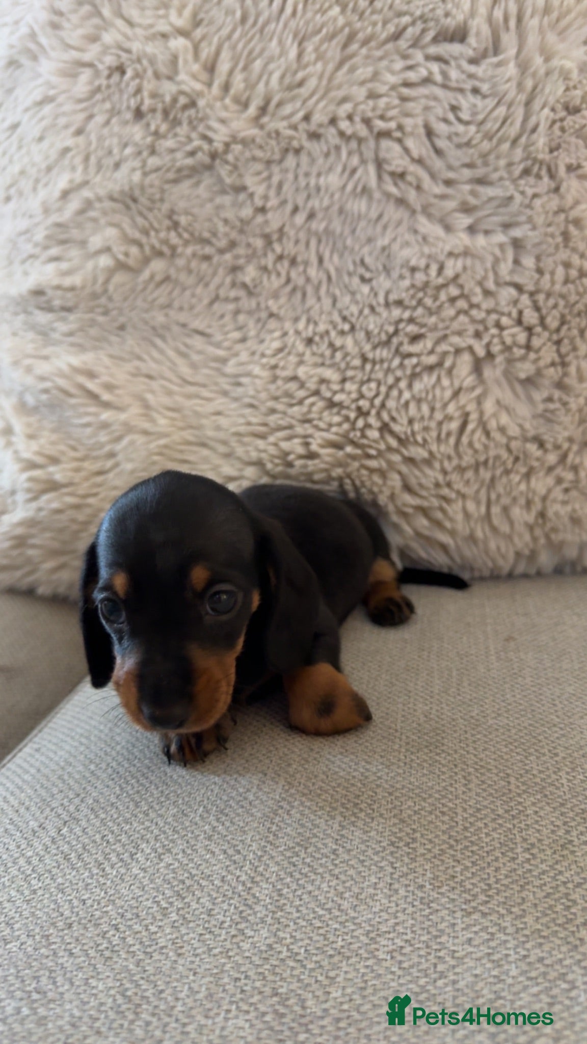 Miniature Dachshund dogs 5 beautiful miniature dachshund puppies for sale  - Advert 6