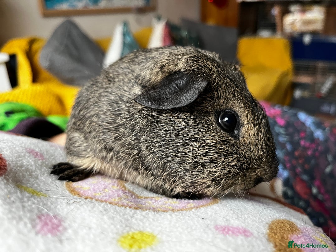 Guinea Pig rodents for sale: Young Male Guinea Pigs - Advert 5