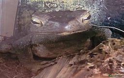 Toad reptiles for sale: Giant Asian River Toad - Image 3