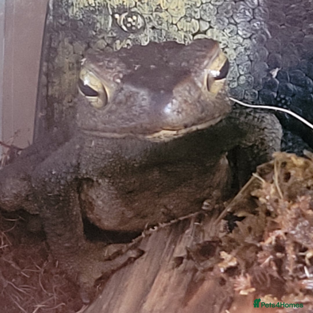 Toad reptiles for sale: Giant Asian River Toad - Image 3