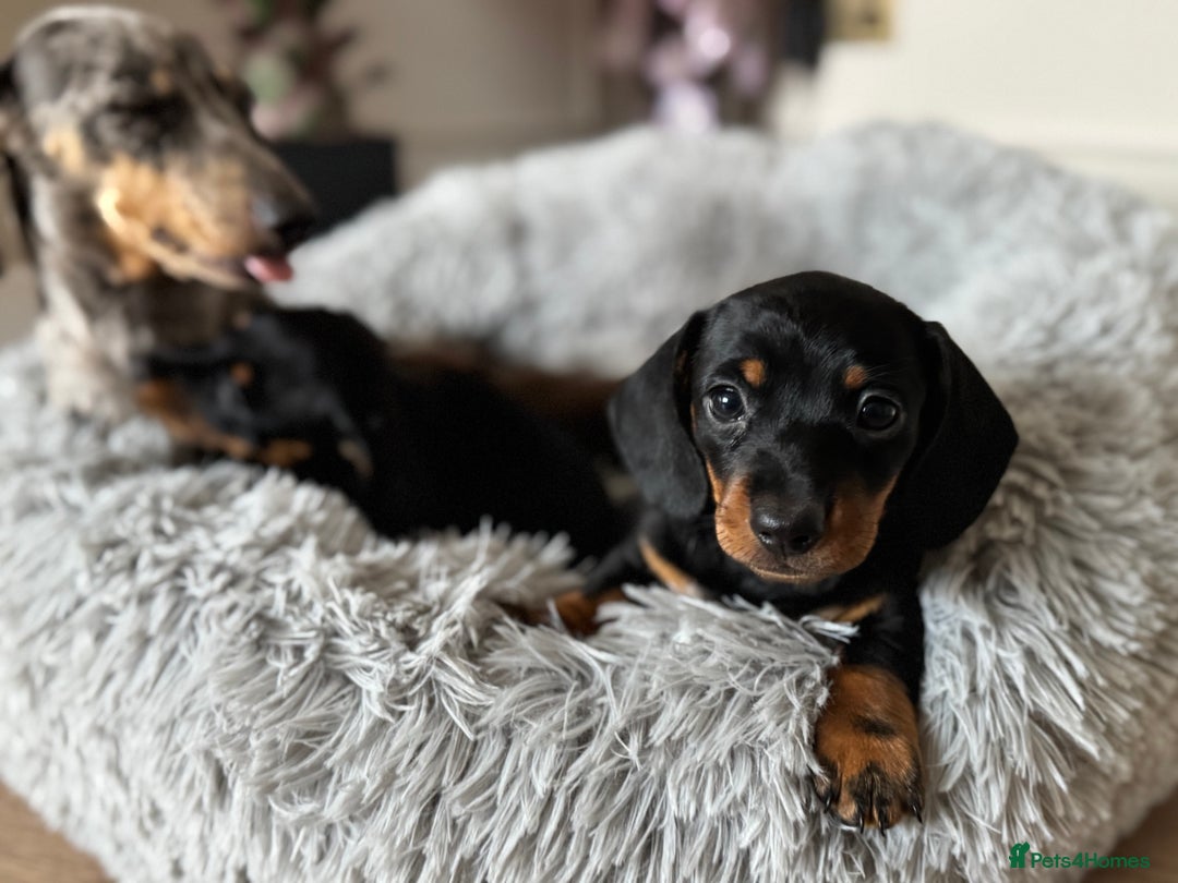 Miniature Dachshund dogs for sale: Mini miniature dachshund puppies  - Image 16