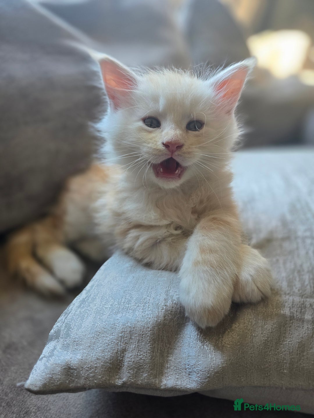 Maine Coon cats for sale: TICA Pedigree Maine Coon Kittens  - Image 31