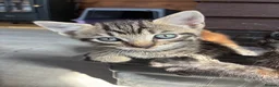 Mixed Breed cats for sale: Mixed Breed Kittens - Advert 12