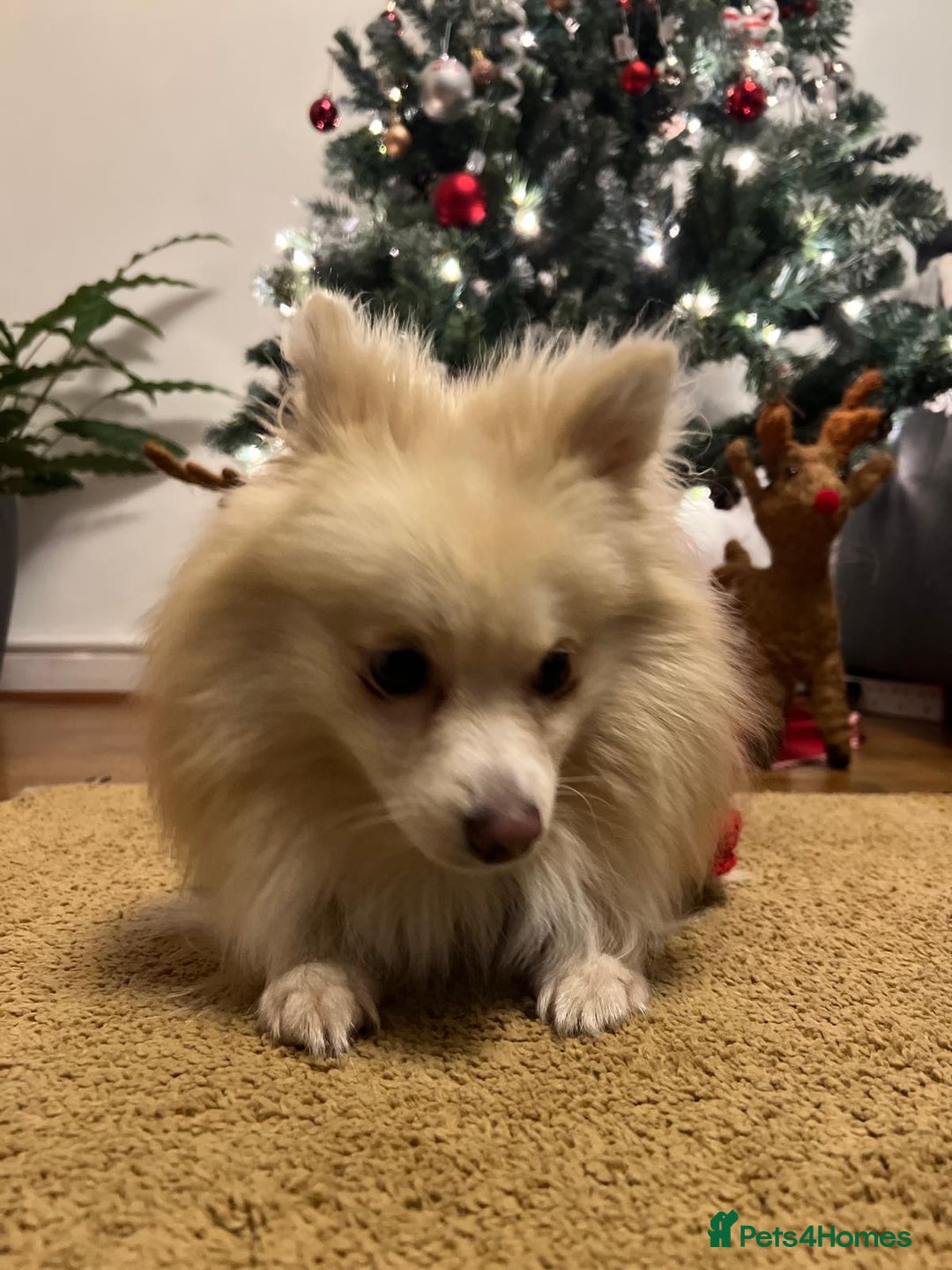 Pomeranian dogs for stud:  JAX – Valentine’s Day Gentleman” - Advert 11