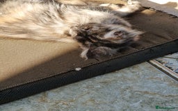 Maine Coon cats for sale: Stunning maine coon kittens - Image 15