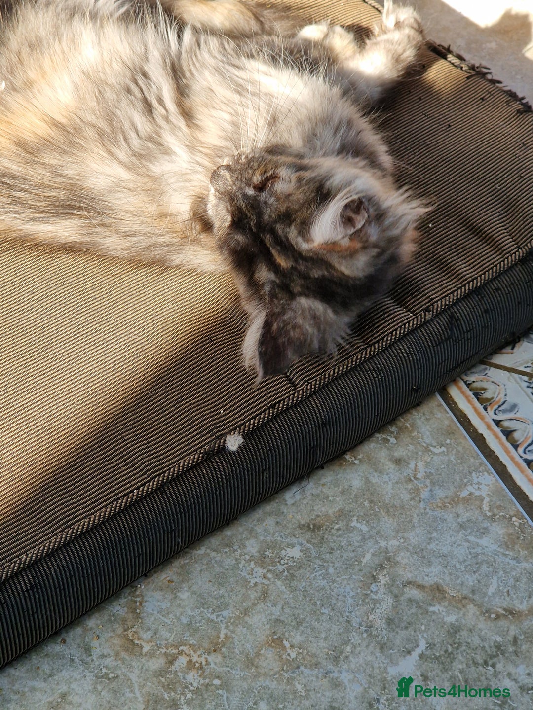 Maine Coon cats for sale: Stunning maine coon kittens - Image 15