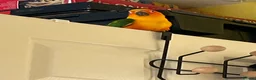 Conures birds for sale: Sun Conure - Advert 3