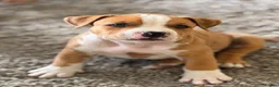 American Bully dogs for sale: OPEN TO OFFERS! ABKC ready now! - Advert 20