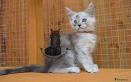 Maine Coon cats for sale: Maine coon kitten silver ticked girl TICA tested - Image 3