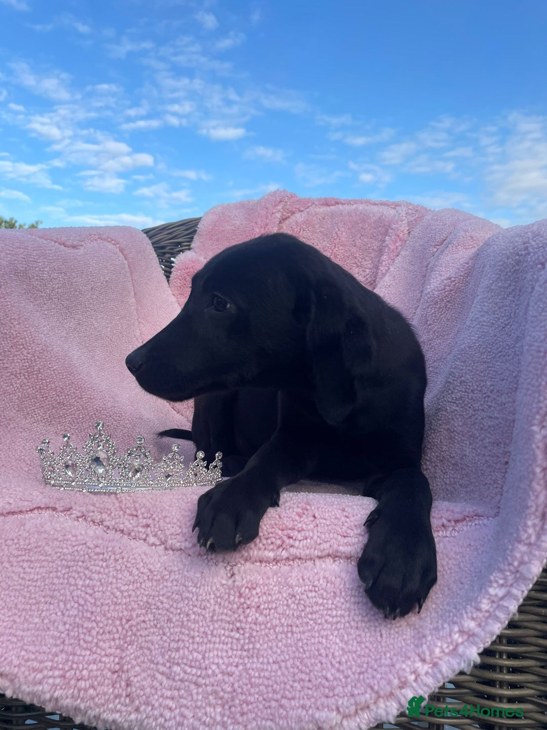 Labrador Retriever dogs for sale: Two Adorable Labrador Puppies - Image 7