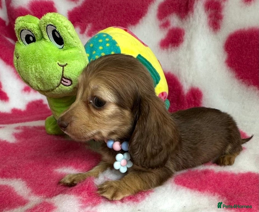 Miniature Dachshund dogs for sale: Beautiful mini long haired pups available  - Image 14
