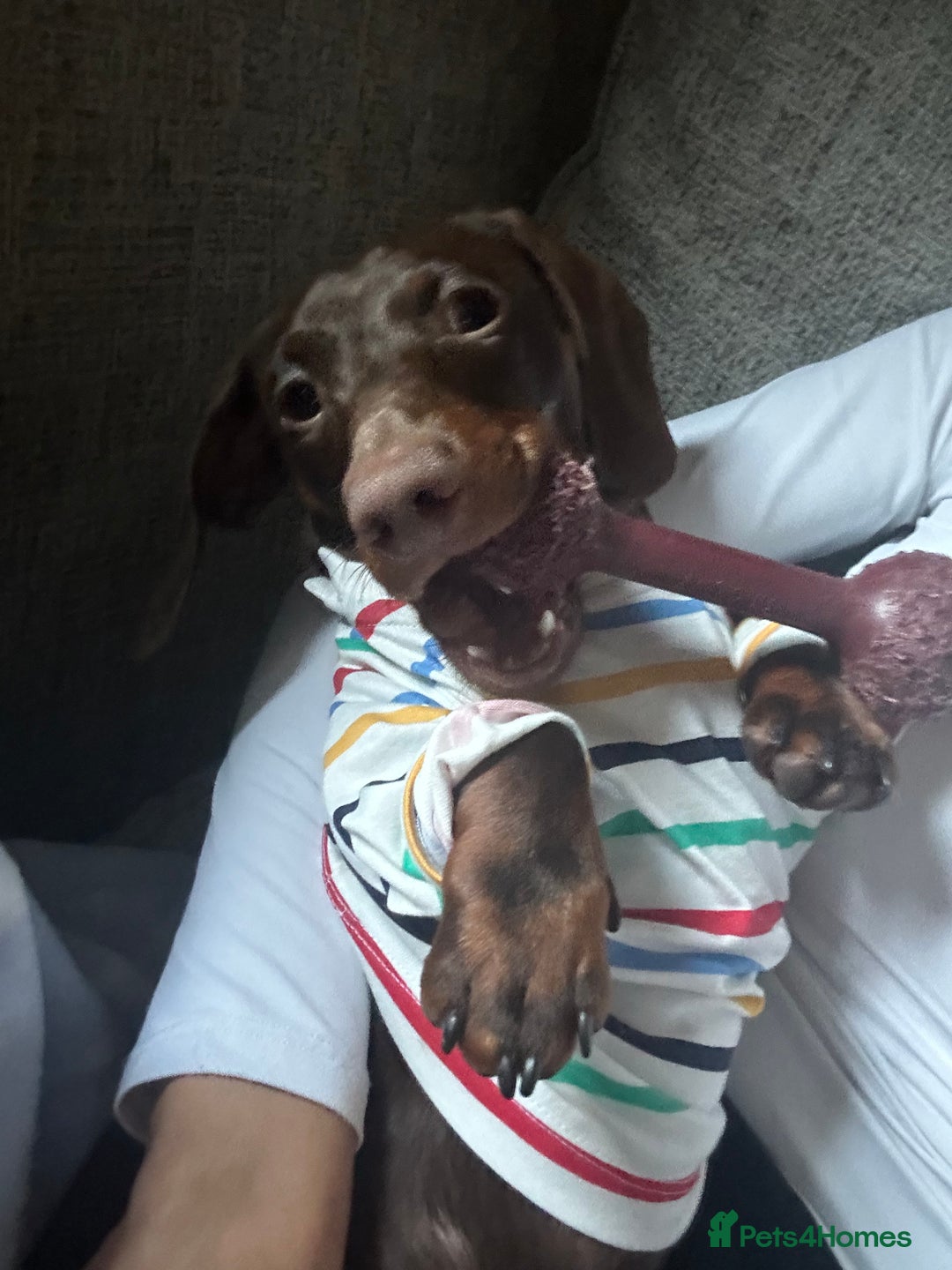 Miniature Dachshund dogs for stud: KC registered Miniature Daschund for stud! 🤎 - Advert 12