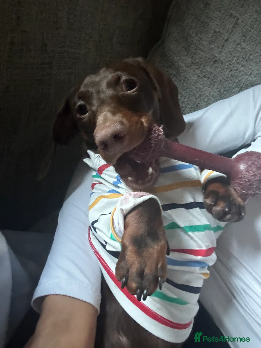Miniature Dachshund dogs for stud: KC registered Miniature Daschund for stud! 🤎 - Advert 12