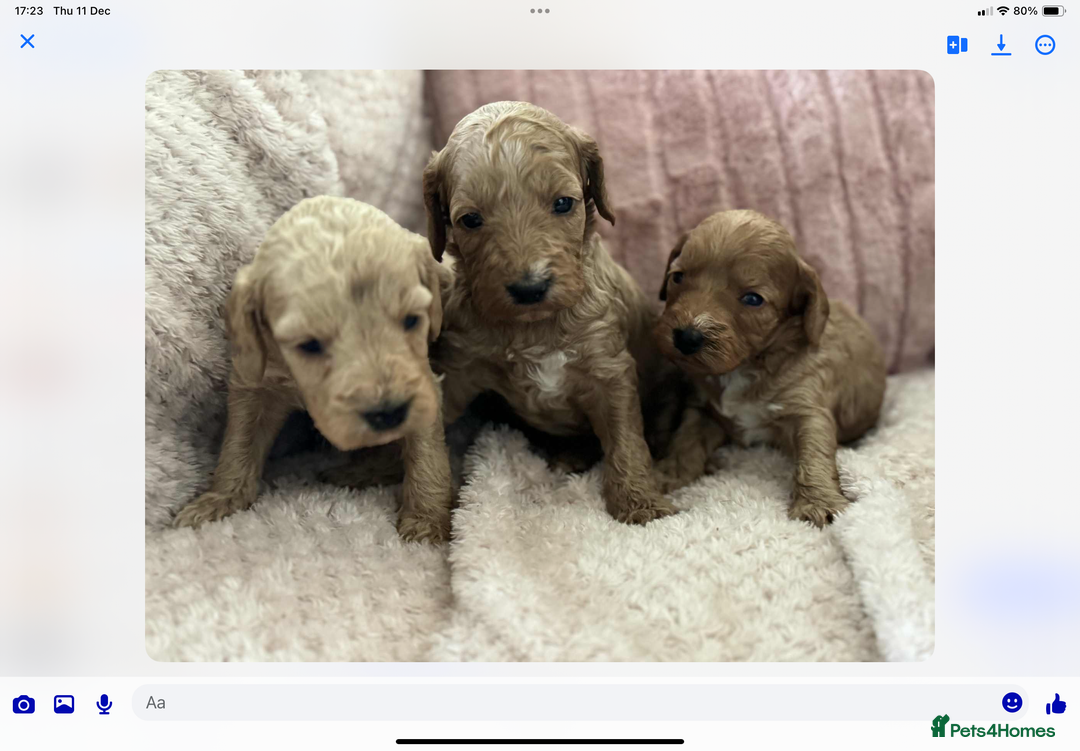 Cockapoo dogs for sale: COCKERPOO QUALITY HEALTH TESTED PUPPIES - Advert 4