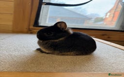 Netherland Dwarf rabbits for sale: Stunning Netherland Dwarf Rabbits  - Image 4