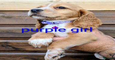 Cocker Spaniel dogs - Advert 15